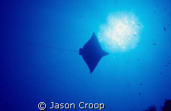 Spotted eagle ray swimming overhead at North Pole Cave, S... by Jason Croop 